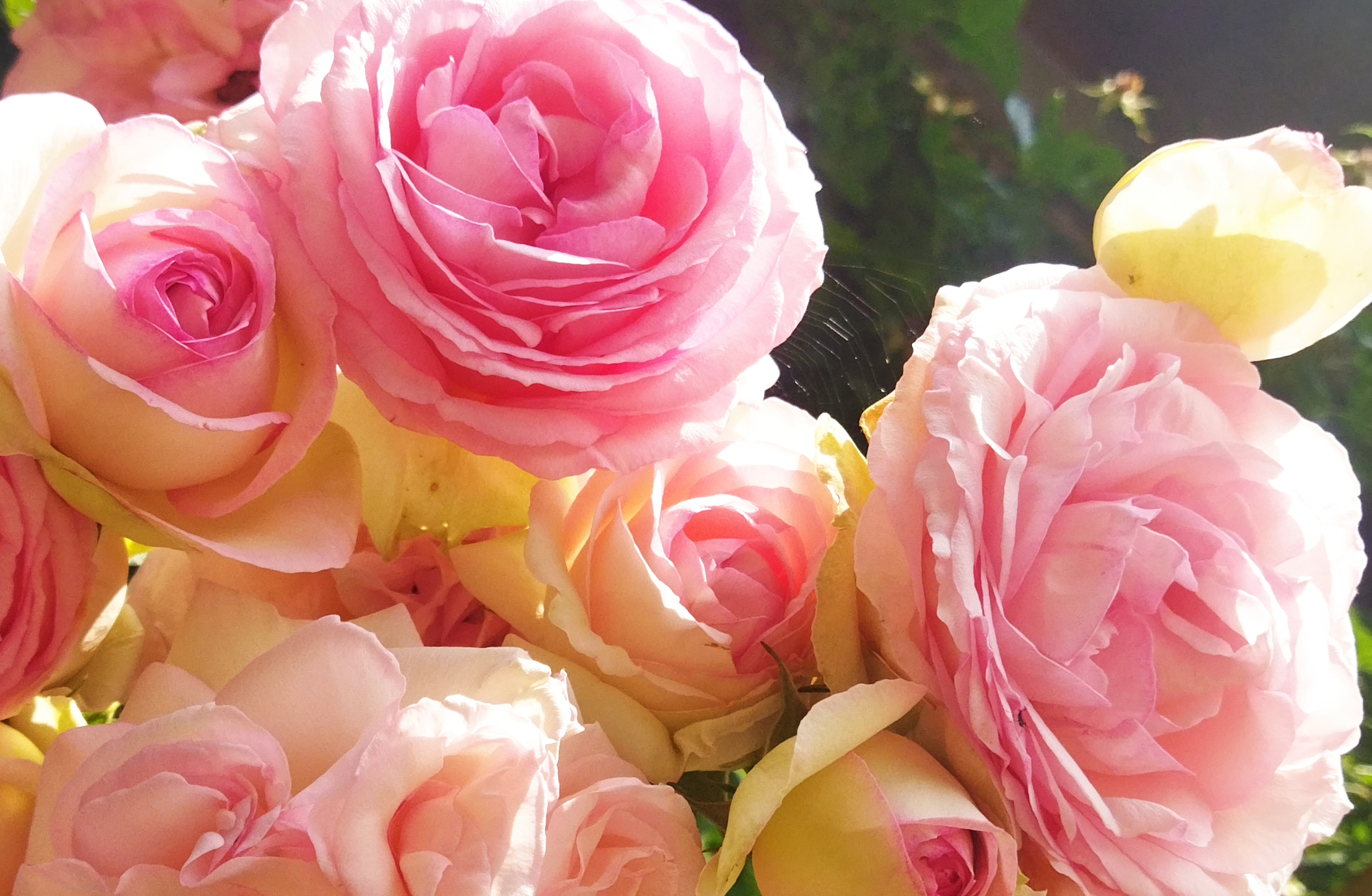 roses